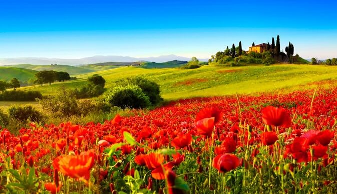 Flores en la Toscana
